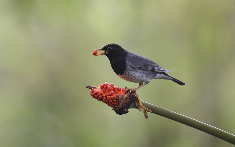 Japanese Thrush (Turdus cardis) at Cuc Phuong Bird Hides - Northern Vietnam. Photo by: Bui Duc Tien - Vietnam Bird Photography Tours - Vietbirdphototours.com